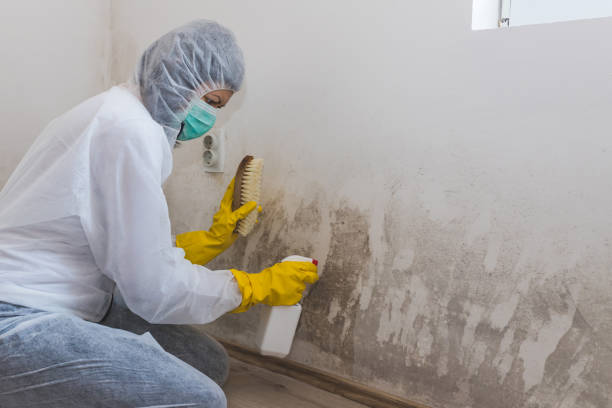 Best Post-Construction Mold Inspection  in Ely, IA