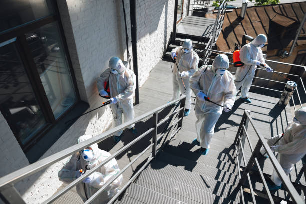 Best Black Mold Removal  in Ely, IA