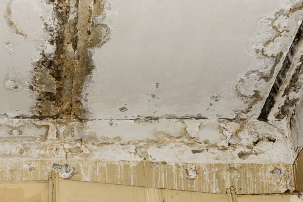 Best Asbestos and Lead Testing During Mold Inspection  in Ely, IA