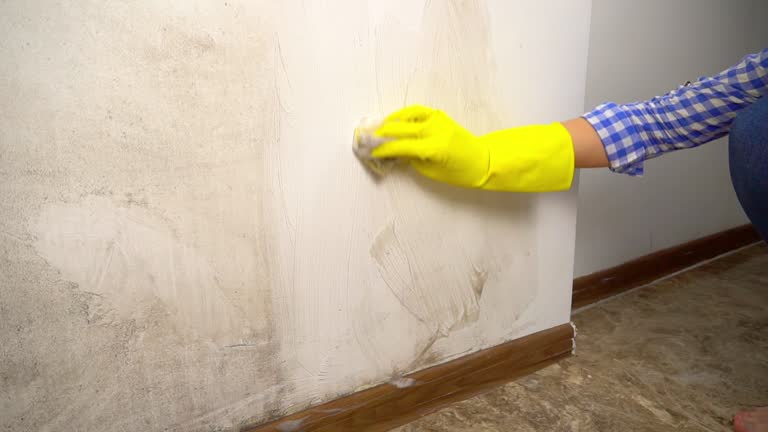 Environmental Consulting for Mold Prevention in Ely, IA