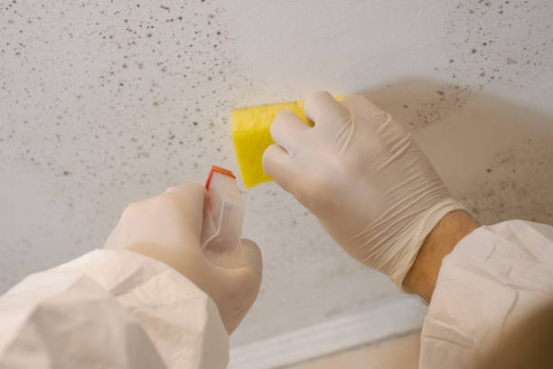 Best Biohazard Mold Removal  in Ely, IA
