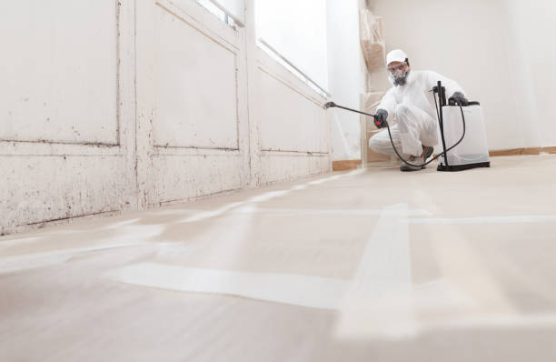 Best Mold Removal for HVAC Installations  in Ely, IA
