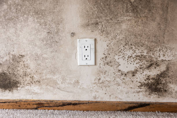 Best Mold Remediation for Healthcare Facilities  in Ely, IA