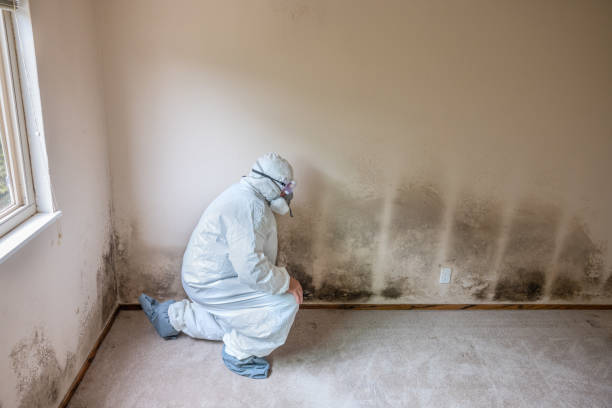 Best Industrial Mold Remediation  in Ely, IA
