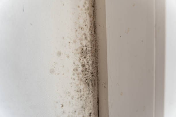 Best Biohazard Mold Removal  in Ely, IA