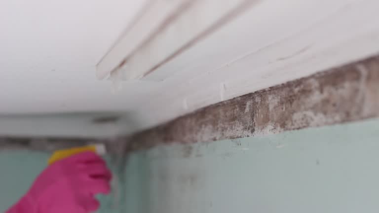 Best Commercial Mold Inspection  in Ely, IA