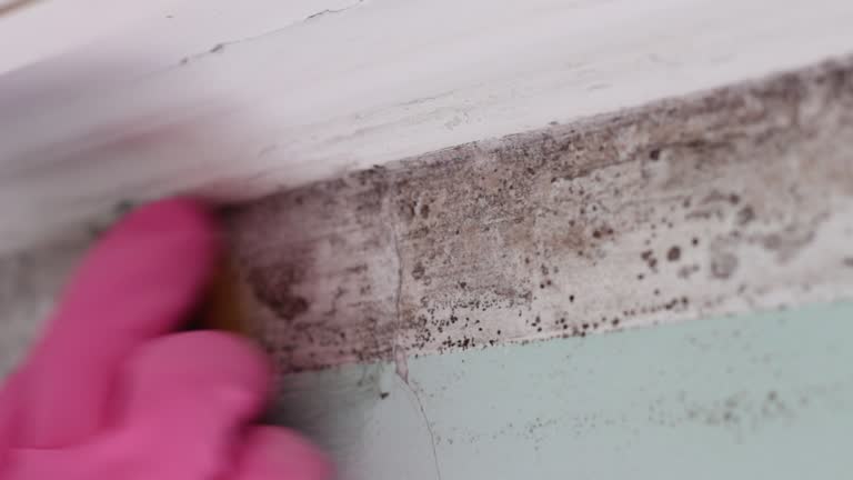 Best Mold Documentation for Insurance Claims  in Ely, IA